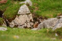 2015-06-24_03Murmeltiere (190).JPG